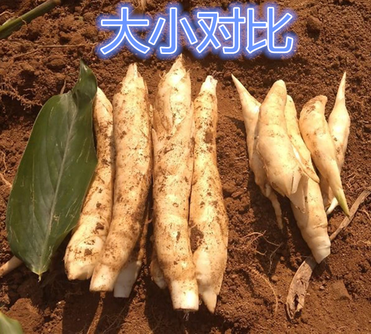 农家自种新鲜竹薯冬笋薯原生态竹薯竹芋小冬薯竹根薯1